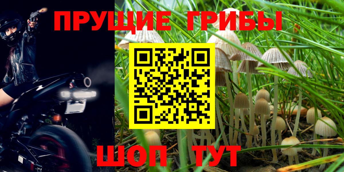 Галлюциногенные грибы Psilocybe Бузулук